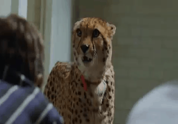 Co je? Nikdy jste neviděli ochočeného geparda?