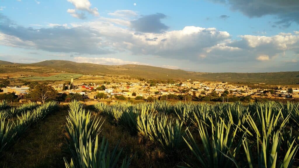 Mexiko - jak roste agáve na tequilu